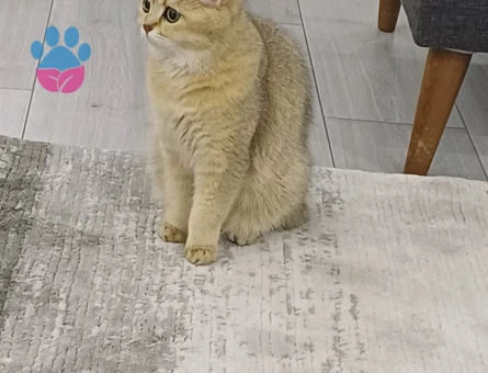 British Shorthair 1 Yaşında Eş Arıyoruz