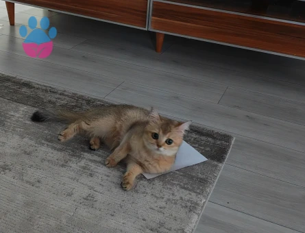 British Shorthair 1 Yaşında Eş Arıyoruz