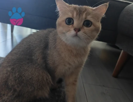 British Shorthair 1 Yaşında Eş Arıyoruz