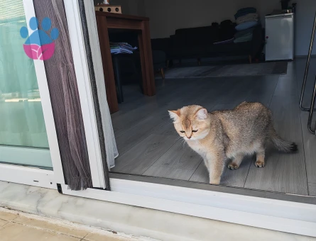 British Shorthair 1 Yaşında Eş Arıyoruz