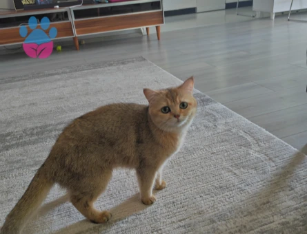 British Shorthair 1 Yaşında Eş Arıyoruz