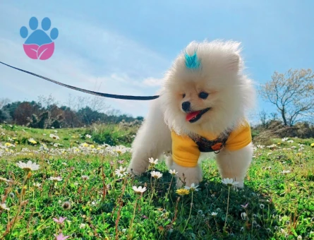 Tea-Cup Pomeranian (Boo) Erkek Köpeğim İçin Uygun Dişi Eş Aranıyor!