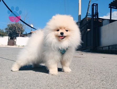 Tea-Cup Pomeranian (Boo) Erkek Köpeğim İçin Uygun Dişi Eş Aranıyor!