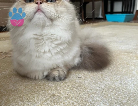 Tecrübeli Secereli Oğlum Lucky