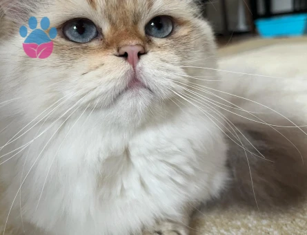 Tecrübeli Secereli Oğlum Lucky