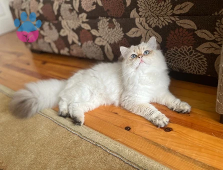 Tecrübeli Secereli Oğlum Lucky