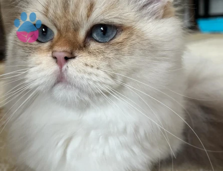 Tecrübeli Secereli Oğlum Lucky