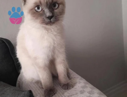 8 aylık kızıma eş arıyorum