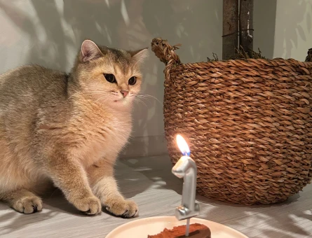Dişi kedime erkek kedi arıyoruz - 118978417