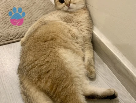 Dişi kedime erkek kedi arıyoruz