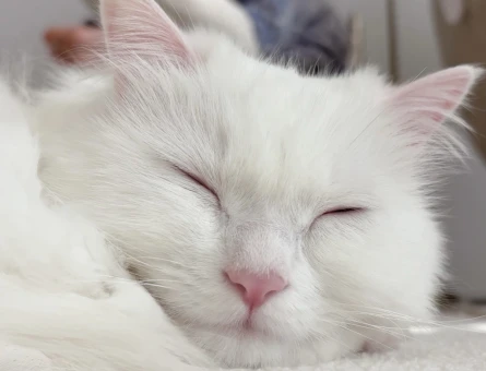 İyi Soylu, Sağlıklı ve Sevgi Dolu Dişi Kedi Arıyoruz – Bebek’in Kalbi Boş 💙 - 118978419