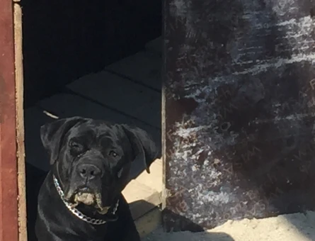 Cane Corso - 118978422