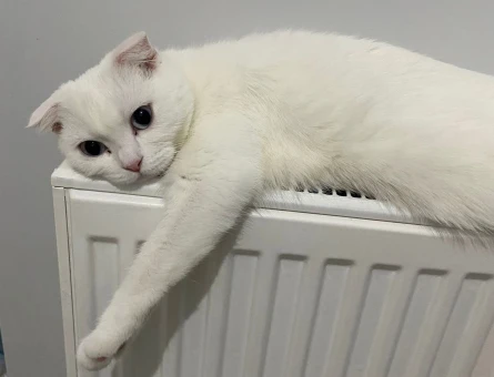Scottish fold cinsi beyaz renkli kızınıza eş arıyorum - 118978423