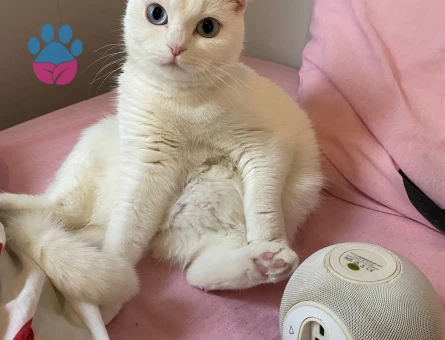 Scottish fold cinsi beyaz renkli kızınıza eş arıyorum