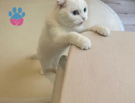Scottish fold cinsi beyaz renkli kızınıza eş arıyorum