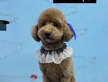 Poodle Çakıl - 118978424
