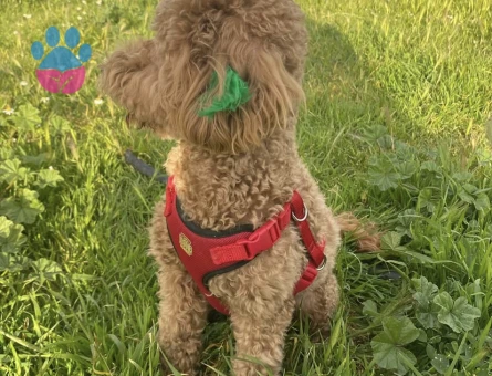 Poodle Çakıl