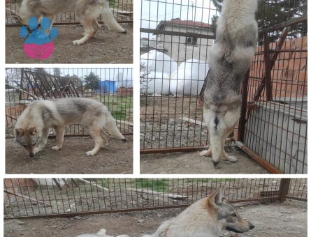 Çorum Merkezde Wolfdog Cinsi Kızıma eş arıyorum