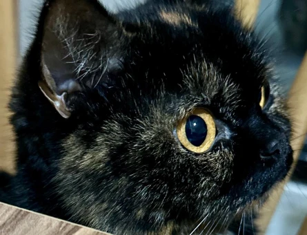 Exotic Shorthair Kızımız Eş Arıyor - 118984453