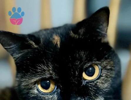 Exotic Shorthair Kızımız Eş Arıyor