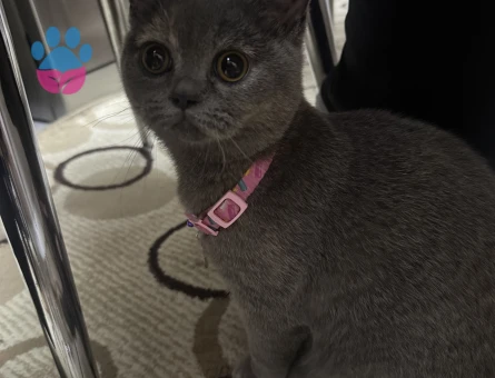 British Shorthair Kedim Eş Arıyor