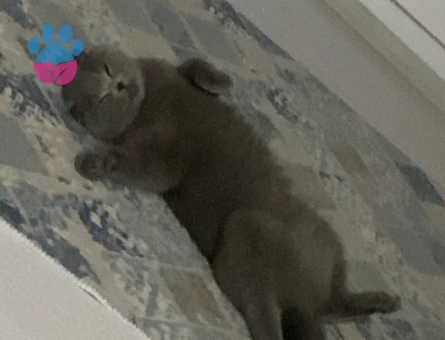 Scottish Fold Gri 1 Yaşında Eş Arıyor - 118984455