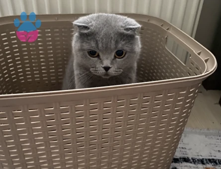 Scottish Fold Gri 1 Yaşında Eş Arıyor