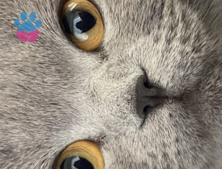 Scottish Fold Gri 1 Yaşında Eş Arıyor