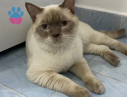 British Bluepoint Kedimize Eş Arıyoruz