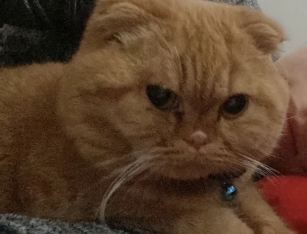Scottish Fold 2 Yaşında Eş Arıyor - 118970867