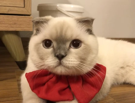 Scottish Fold Oğluma Eş Arıyorum - 118970872