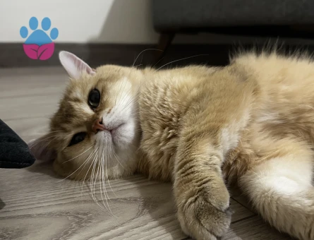 British shorthair Eş ilanı