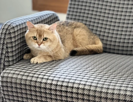 British shorthair Eş ilanı - 118979013