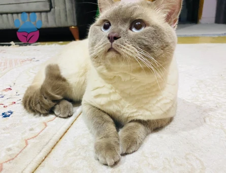 British kedimize dişi eş aramaktayız.