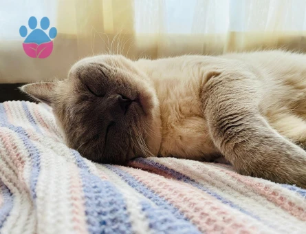 British kedimize dişi eş aramaktayız.