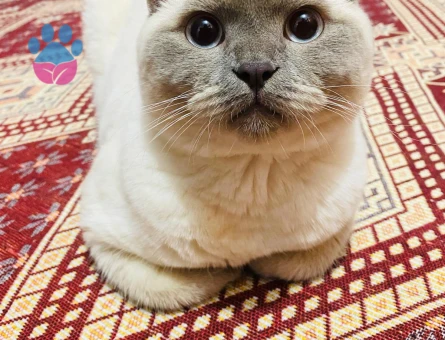 British kedimize dişi eş aramaktayız.