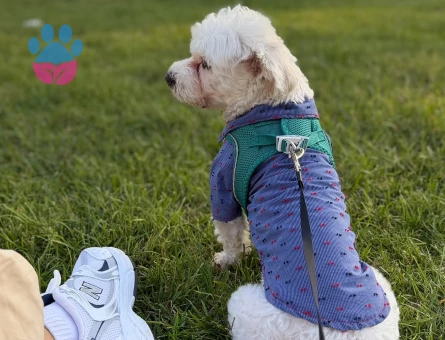 Maltese Terrier Oğluma Uygun Eş Arıyoruz - 118984746