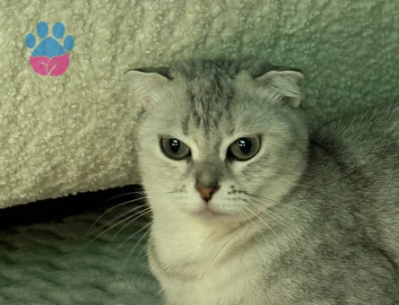 British Shorthair Erkek kedi arıyoruz - 118984749
