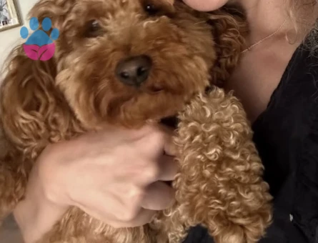 Toy poodle Oğluma eş arıyorum - 118984752