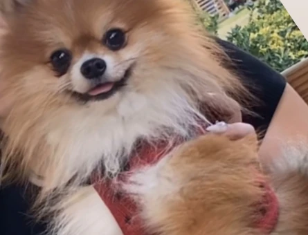 Dişi Pomeranian aranıyor 1,5 Yaşında - 118971444