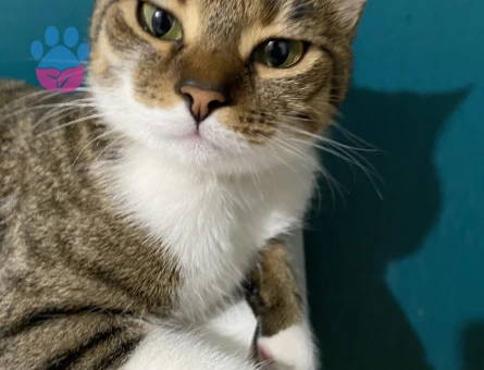 Tekir Kedim Eş Arıyorum 1 Yaşında