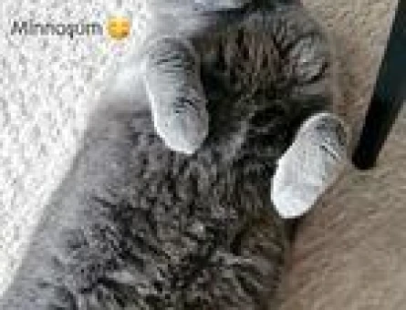 British shorthair Paşa Eş Arıyor - 118971447