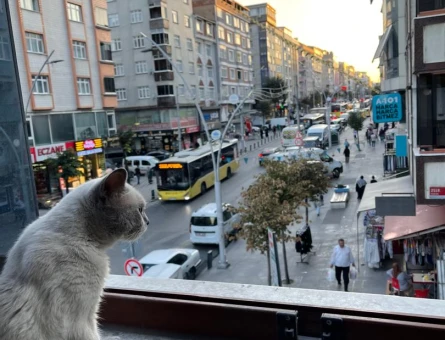 British   Blue point 2,5  Yaşında Eş Arıyor - 118971449