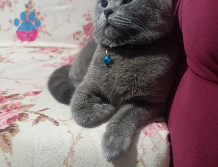 Yakışıklı oğluma çift arıyoruz