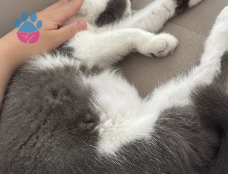 Bicolor scottish kızıma eş arıyorum