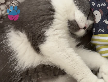 Bicolor scottish kızıma eş arıyorum