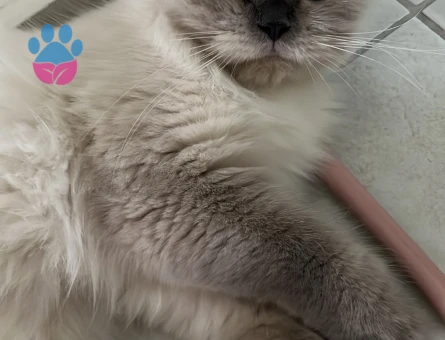 Kızımıza acil eş arıyoruz