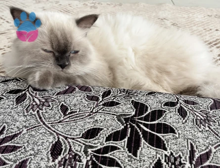 Kızımıza acil eş arıyoruz