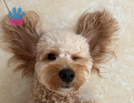 Mersin dişi taliplerimizi bekliyoruz