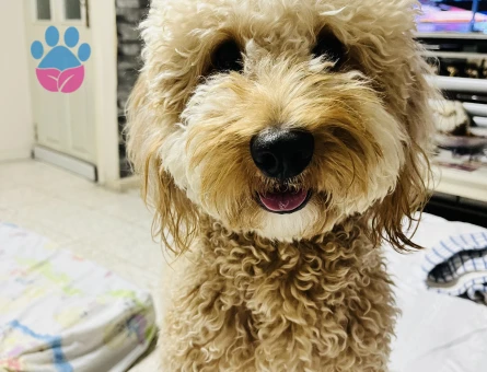 Mersin dişi taliplerimizi bekliyoruz